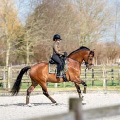 2023 PS Of Sweden Signature Dressage Saddle Pad 1110-040 - Olive Colour Olive 5 2023 PS Of Sweden Signature Dressage Saddle Pad 1110-040 - Olive Colour Olive -Equestrian Sports Store 6077 202320PS20Of20Sweden20Signature20Dressage20Saddle20Pad201110 04020 20Olive20Lifestyle.700x700