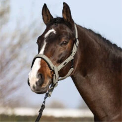 2023 HV Polo Francis Headcollar 1601093450 - Dark Oil Green -Equestrian Sports Store 6938 202320HV20Polo20Francis20Headcollar20160109345020 20Dark20Oil20Green203.700x700