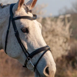 2023 Henry James Saddlery Comfort Flash Bridle HJ-BR-02 - Black Colour Black 5 2023 Henry James Saddlery Comfort Flash Bridle HJ-BR-02 - Black Colour Black -Equestrian Sports Store 6996 202320Henry20James20Saddlery20Comfort20Flash20Bridle20HJ BR 0220 20Black203.700x700