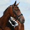 Collegiate Syntovia+ Padded Raised Flash Bridle - Black Colour Black
