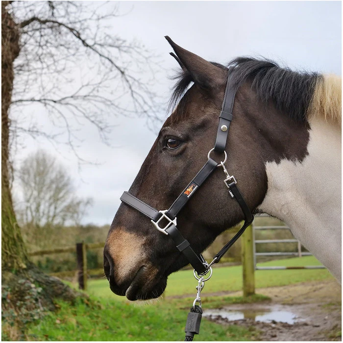 Equilibrium Stellar Headcollar - Black 4 Equilibrium Stellar Headcollar - Black - Image 4